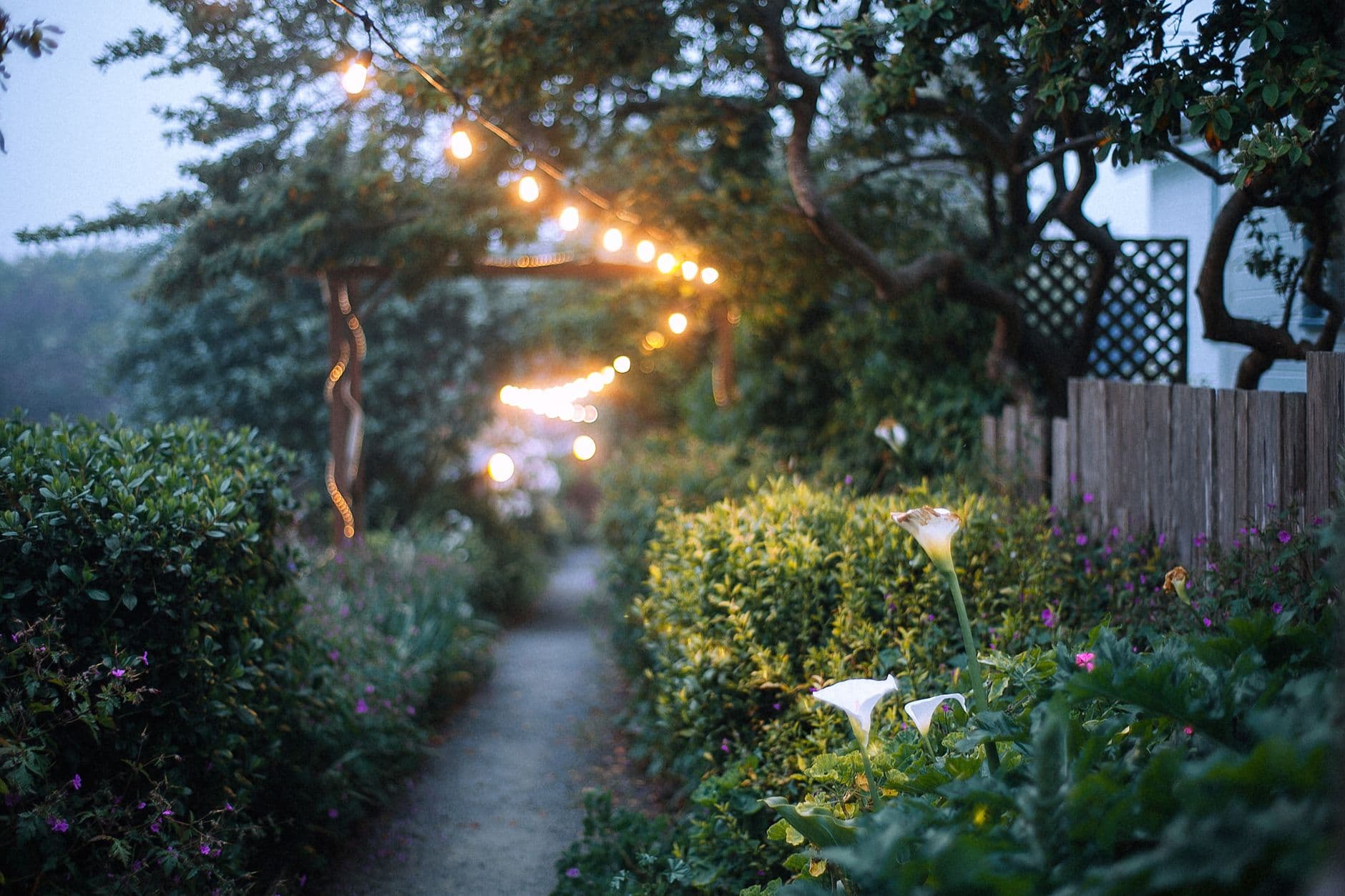 A garden path lined with planting under a string of outdoor lights.
